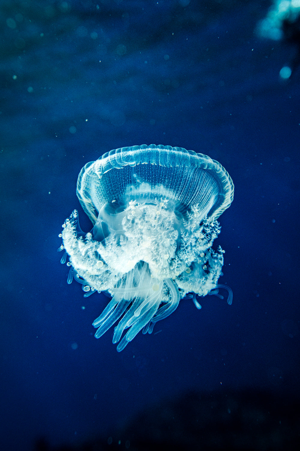 Crown Jellyfish
