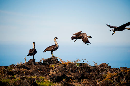 Haleakalā  Nene Birds