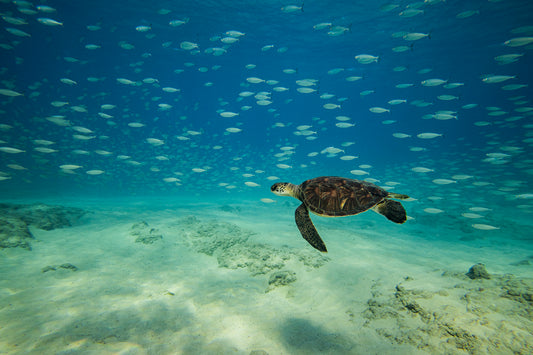 Honu