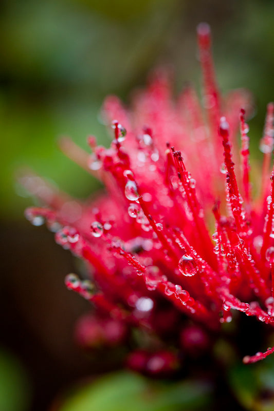 'Ōhi'a lehua